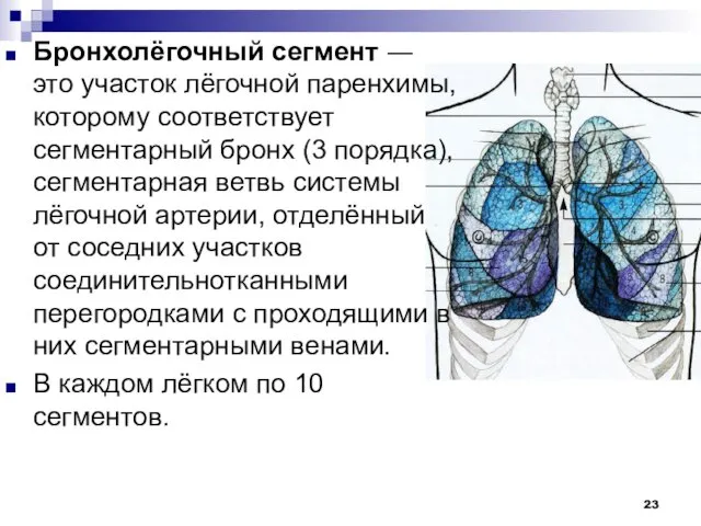 Бронхолёгочный сегмент ― это участок лёгочной паренхимы, которому соответствует сегментарный