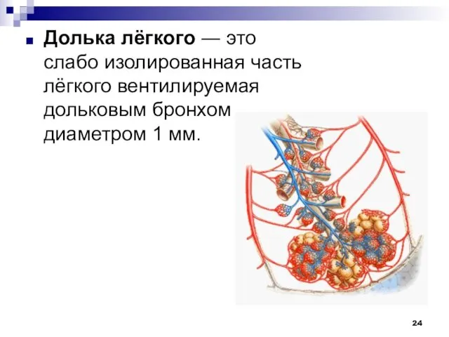 Долька лёгкого ― это слабо изолированная часть лёгкого вентилируемая дольковым бронхом диаметром 1 мм.