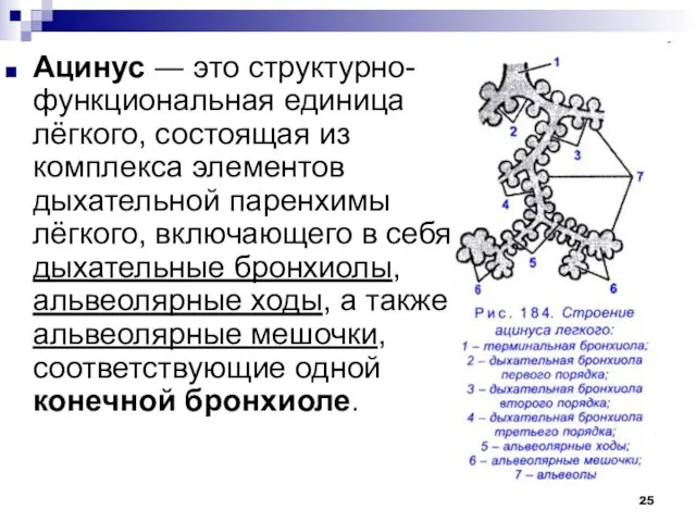 Ацинус ― это структурно-функциональная единица лёгкого, состоящая из комплекса элементов