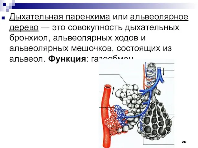 Дыхательная паренхима или альвеолярное дерево ― это совокупность дыхательных бронхиол,