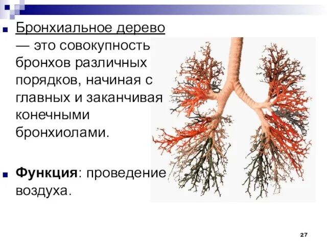 Бронхиальное дерево ― это совокупность бронхов различных порядков, начиная с