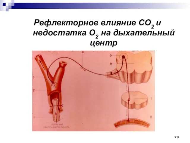 Рефлекторное влияние СО2 и недостатка О2 на дыхательный центр