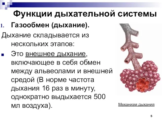 Функции дыхательной системы Газообмен (дыхание). Дыхание складывается из нескольких этапов: