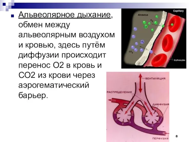 Альвеолярное дыхание, обмен между альвеолярным воздухом и кровью, здесь путём