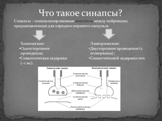 Синапсы – специализированные контакты между нейронами, предназначенные для передачи нервного