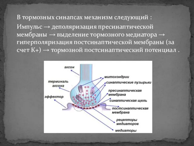 В тормозных синапсах механизм следующий : Импульс → деполяризация пресинаптической