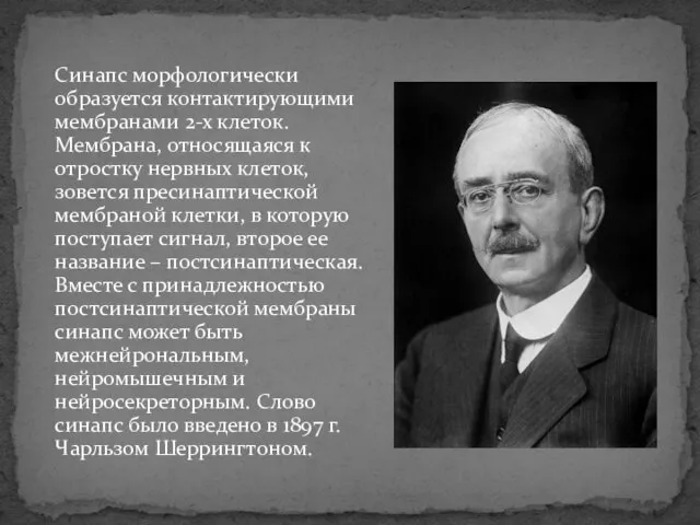 Синапс морфологически образуется контактирующими мембранами 2-х клеток. Мембрана, относящаяся к