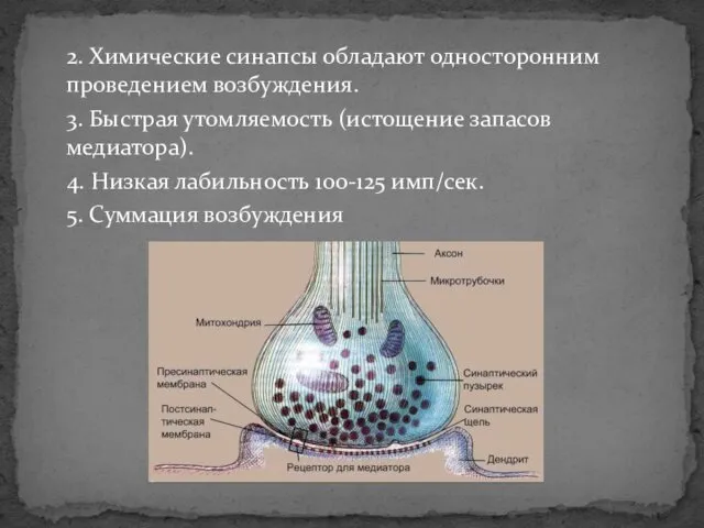 2. Химические синапсы обладают односторонним проведением возбуждения. 3. Быстрая утомляемость