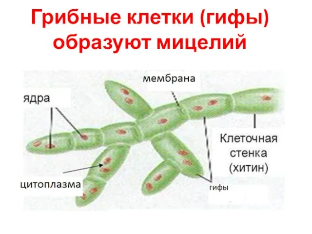 Грибные клетки (гифы) образуют мицелий