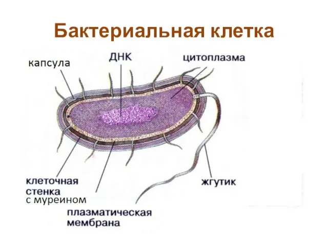 Бактериальная клетка