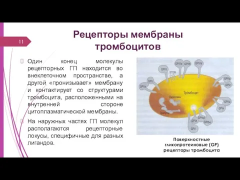 Один конец молекулы рецепторных ГП находится во внеклеточном пространстве, а