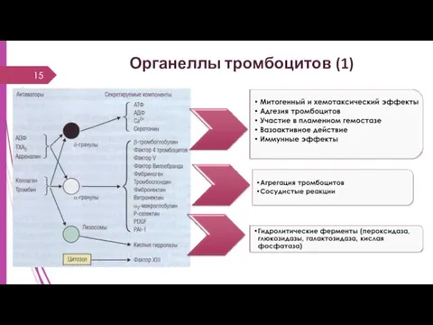 Органеллы тромбоцитов (1)