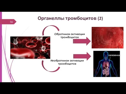 Органеллы тромбоцитов (2) Обратимая активация тромбоцитов Необратимая активация тромбоцитов