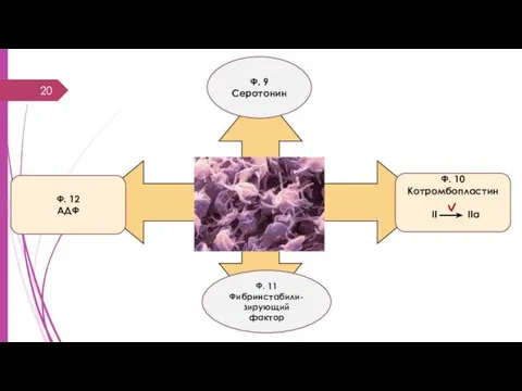 Ф. 9 Серотонин Ф. 11 Фибринстабили-зирующий фактор Ф. 10 Котромбопластин II IIа Ф. 12 АДФ