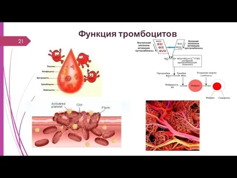 Функция тромбоцитов