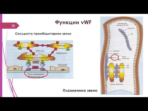 Функции vWF Сосудисто-тромбоцитарное звено Плазменное звено