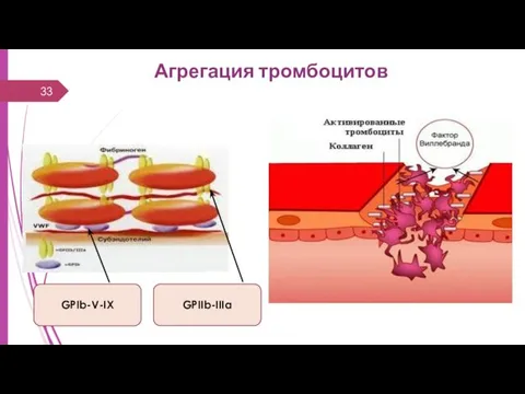 Агрегация тромбоцитов GPIIb-IIIa GPIb-V-IX