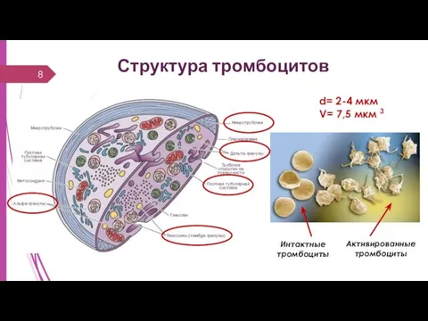 Структура тромбоцитов d= 2-4 мкм V= 7,5 мкм 3 Интактные тромбоциты Активированные тромбоциты