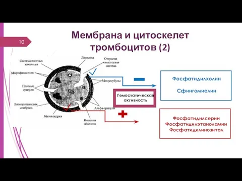 Мембрана и цитоскелет тромбоцитов (2) Фосфатидилхолин Сфингомиелин Фосфатидилсерин Фосфатидилэтаноламин Фосфатидилинозитол Гемостатическая активность