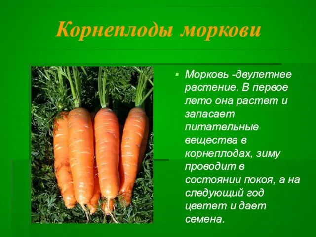 Корнеплоды моркови Морковь -двулетнее растение. В первое лето она растет