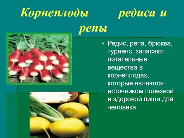 Корнеплоды редиса и репы Редис, репа, брюква, турнепс, запасают питательные