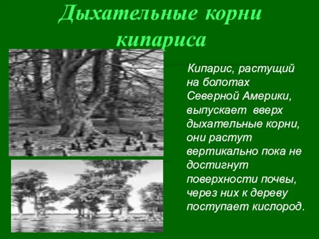 Дыхательные корни кипариса Кипарис, растущий на болотах Северной Америки, выпускает