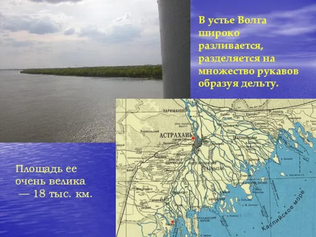 В устье Волга широко разливается, разделяется на множество рукавов образуя