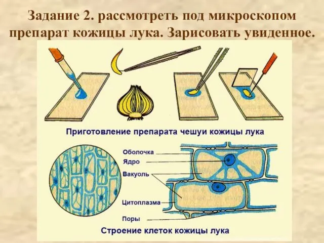 Задание 2. рассмотреть под микроскопом препарат кожицы лука. Зарисовать увиденное.