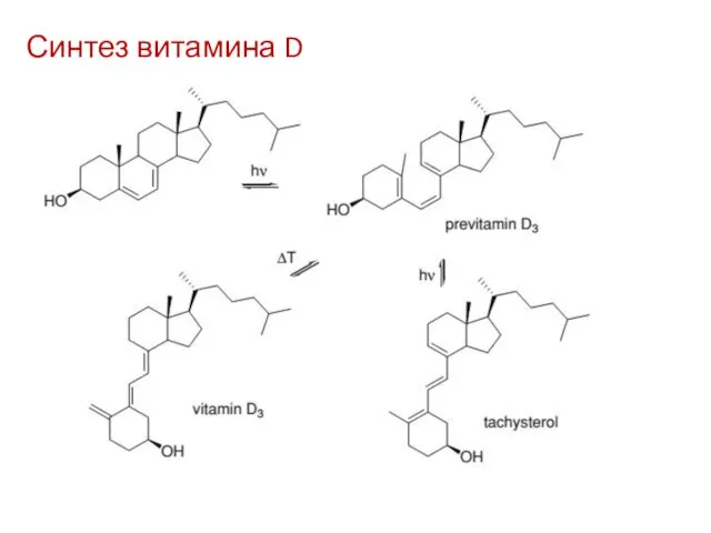 Синтез витамина D