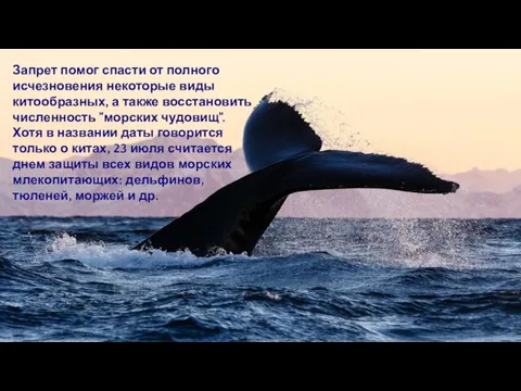 Запрет помог спасти от полного исчезновения некоторые виды китообразных, а