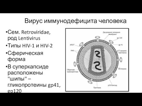 Вирус иммунодефицита человека Сем. Retroviridae, род Lentivirus Типы HIV-1 и