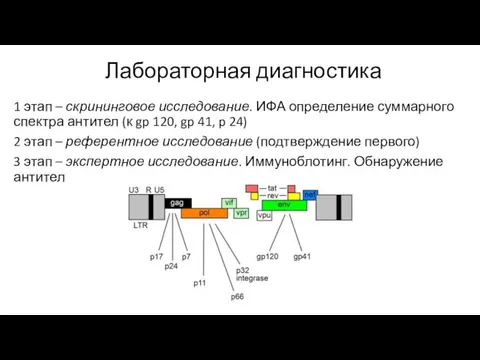 Лабораторная диагностика 1 этап – скрининговое исследование. ИФА определение суммарного