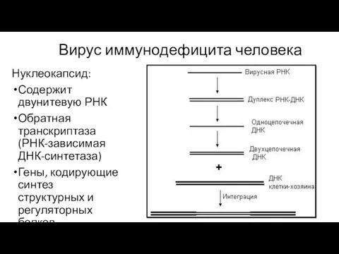 Вирус иммунодефицита человека Нуклеокапсид: Содержит двунитевую РНК Обратная транскриптаза (РНК-зависимая