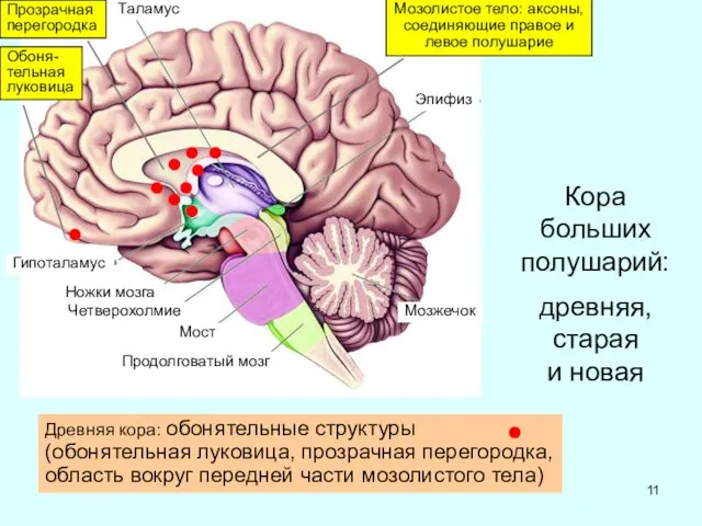 Таламус Гипоталамус Ножки мозга Четверохолмие Мост Продолговатый мозг Мозжечок Эпифиз