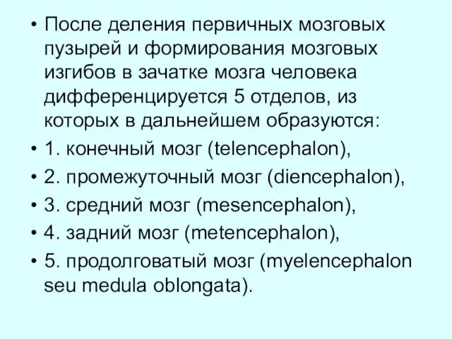 После деления первичных мозговых пузырей и формирования мозговых изгибов в