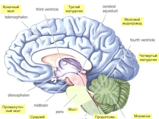 Конечный мозг Третий желудочек Мозговой водопровод Четвертый желудочек Мозжечок Промежуточ-