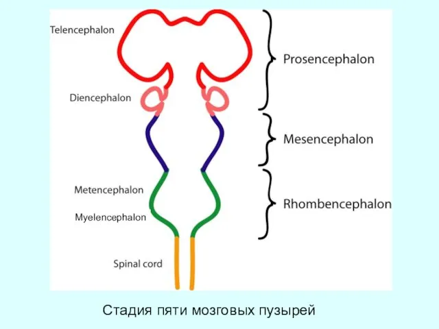 Стадия пяти мозговых пузырей Myelencephalon