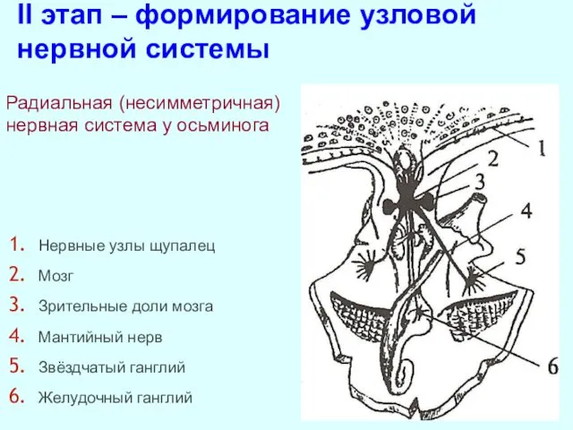 Нервные узлы щупалец Мозг Зрительные доли мозга Мантийный нерв Звёздчатый