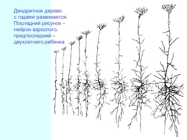 Дендритное дерево с годами развивается. Последний рисунок – нейрон взрослого, предпоследний – двухлетнего ребенка