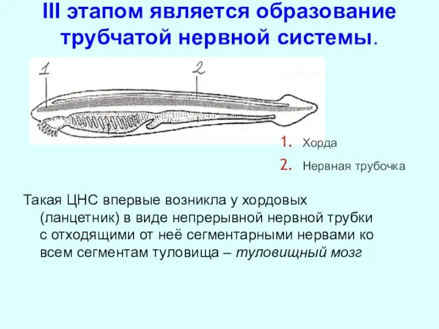 Такая ЦНС впервые возникла у хордовых (ланцетник) в виде непрерывной