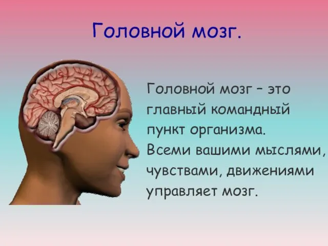 Головной мозг. Головной мозг – это главный командный пункт организма.