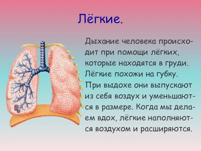 Лёгкие. Дыхание человека происхо- дит при помощи лёгких, которые находятся