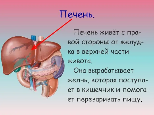 Печень. Печень живёт с пра- вой стороны от желуд- ка