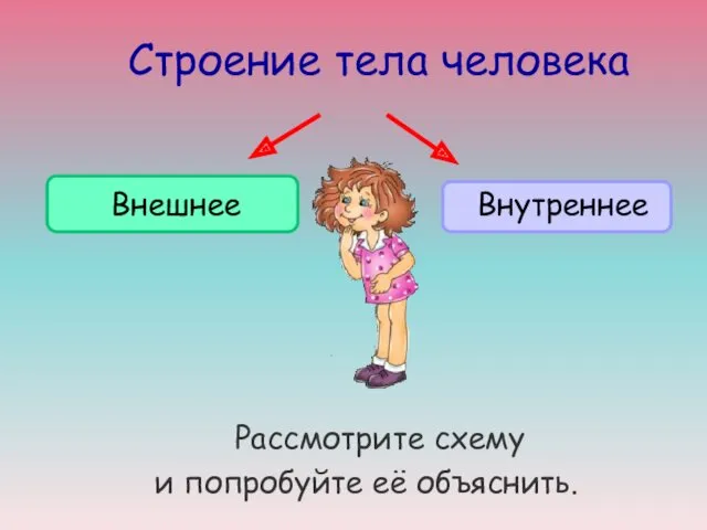 Строение тела человека Рассмотрите схему и попробуйте её объяснить. Внешнее Внутреннее