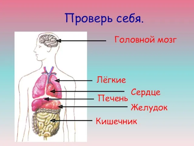 Проверь себя. Головной мозг Лёгкие Сердце Печень Желудок Кишечник