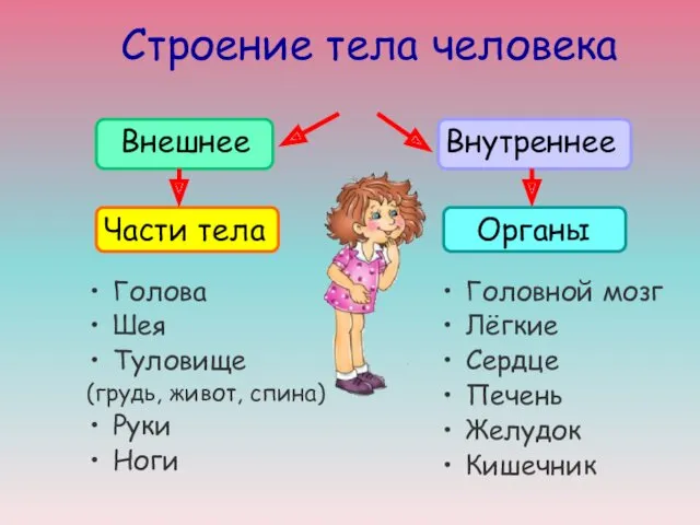 Строение тела человека Внешнее Внутреннее Голова Шея Туловище (грудь, живот,