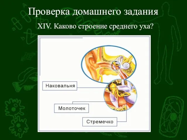 Проверка домашнего задания XIV. Каково строение среднего уха?