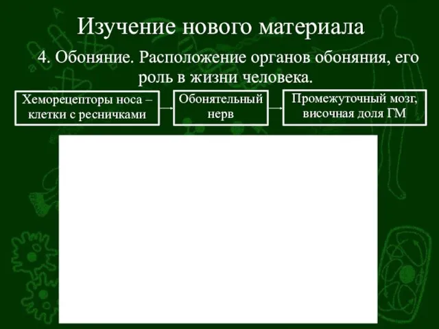 Изучение нового материала 4. Обоняние. Расположение органов обоняния, его роль в жизни человека.