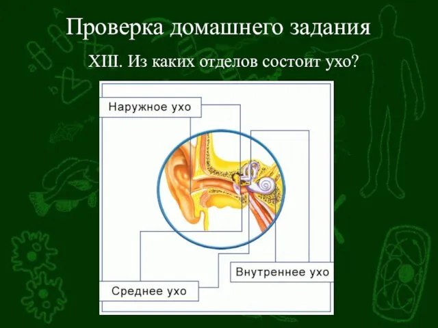 Проверка домашнего задания XIII. Из каких отделов состоит ухо?