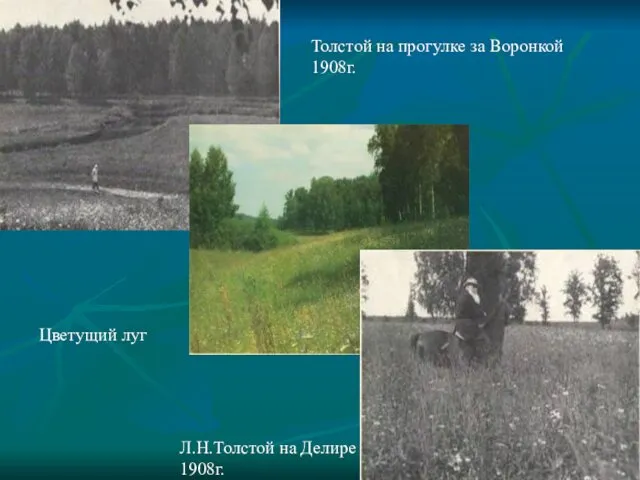 Толстой на прогулке за Воронкой 1908г. Цветущий луг Л.Н.Толстой на Делире 1908г.